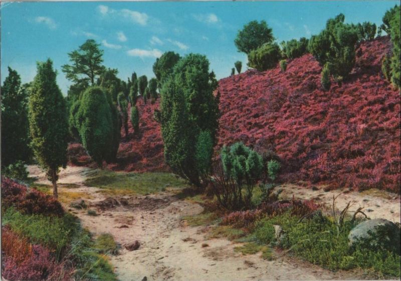 Ansichtskarte Heidelandschaft 1980 aus der Kategorie Natur
