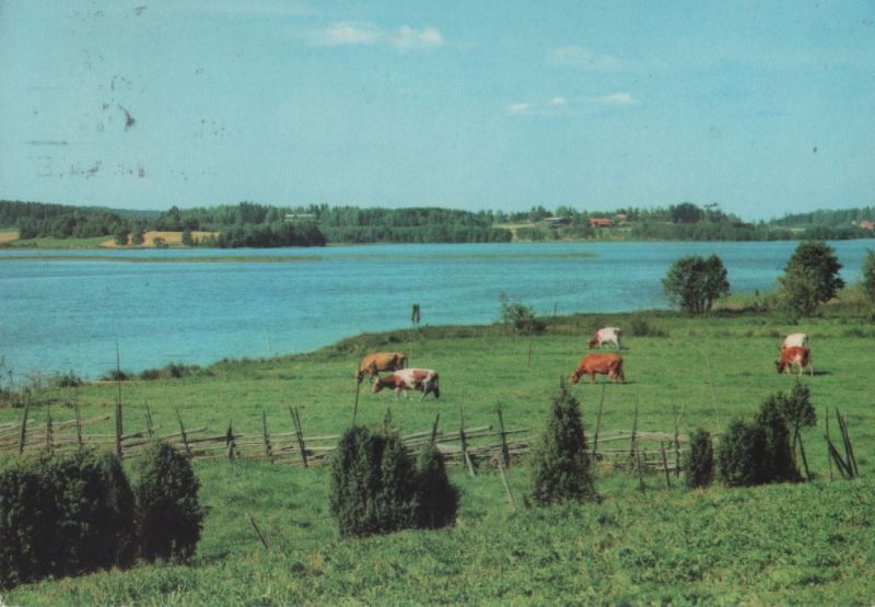 Ansichtskarte Suomi - Finnland - Kühe am Wasser aus der Kategorie Sonstiges