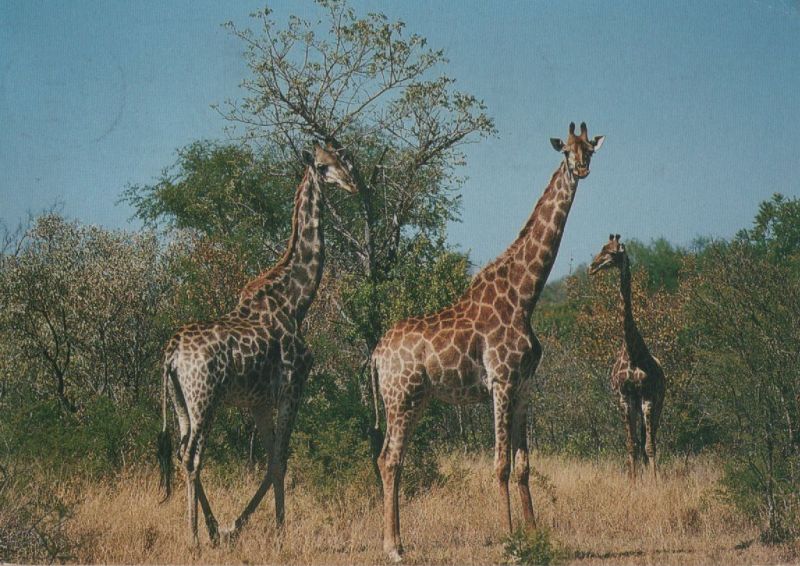 Ansichtskarte Natur Giraffen aus der Kategorie Natur