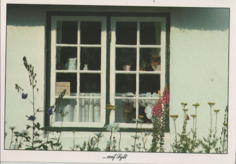 Ansichtskarte Sylt Fenster aus der Kategorie Hausfassaden