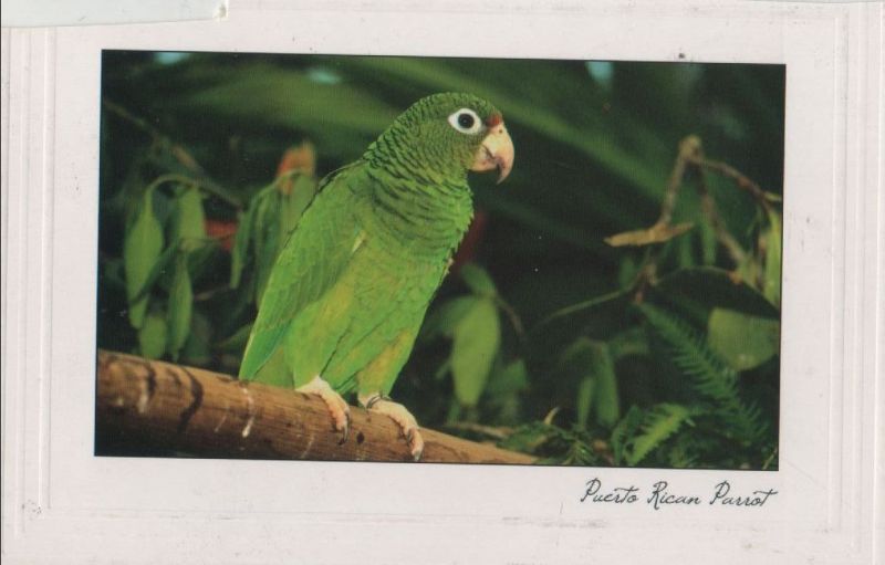 Ansichtskarte Puerto Rican Parrot aus der Kategorie Natur