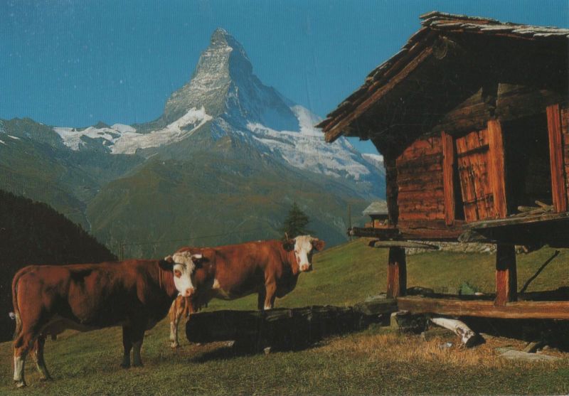 Ansichtskarte Zermatt - Schweiz - Findeln - Matterhorn aus der Kategorie Zermatt