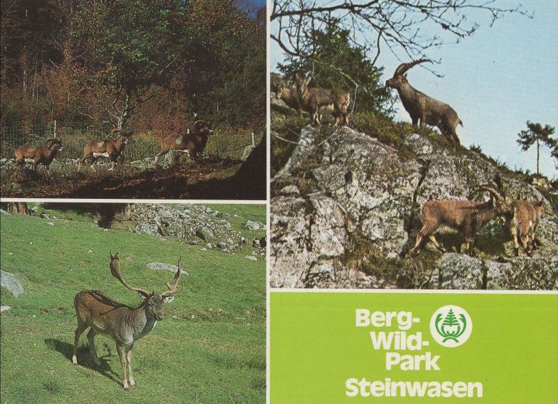 Ansichtskarte Todtnau - Bergwildpark Steinwiesen aus der Kategorie Todtnau