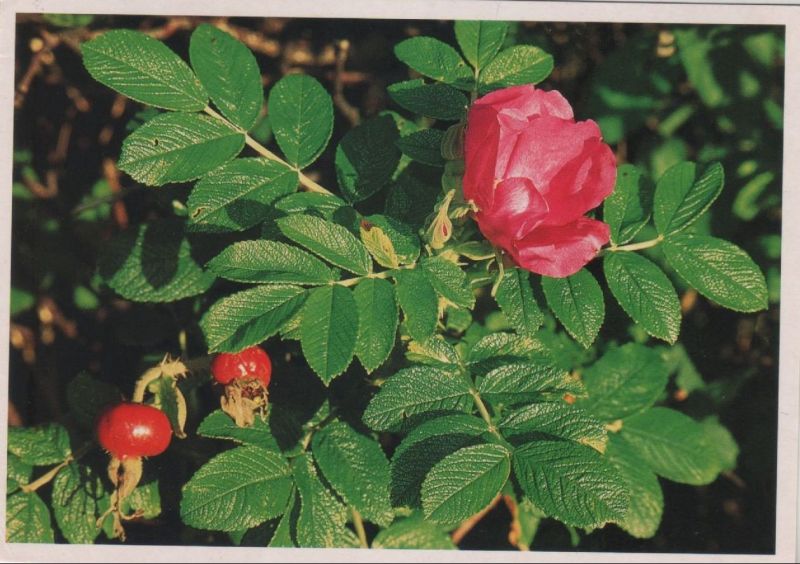 Ansichtskarte Rose blühend aus der Kategorie Natur